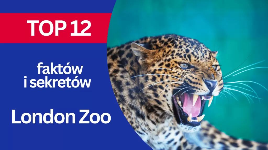 TOP 12 Faktów i sekretów o London Zoo